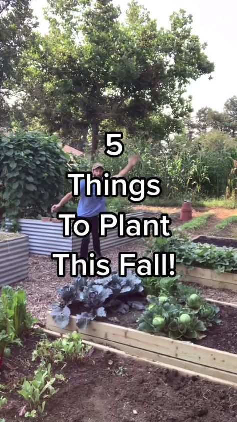 Fall Garden Plants, Diy Vegetable Garden Ideas, Fall Garden Planting, Diy Vegetable Garden, Plants Propagation, Fairy Wishes, Gardening Tricks, Diy Nature, Raised Bed Gardening