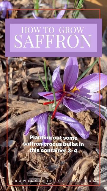 Angela • Gardening Educator on Instagram: "Although the lilac flowers are lovely, saffron crocus is grown not for its beauty but for the long crimson stigmas and the source of saffron spice. I grew it last year and shared the process in this video.⁣ ⁣ Growing saffron crocus is pretty simple, and I was shocked by how quickly it sprouted and grew. ⁣ ⁣ Here's an overview of how saffron grows, so you know what to expect:⁣  ⁣ • Saffron crocus corms are planted in early fall, and leaves appear soon af Grow Saffron, Growing Saffron, Saffron Plant, Saffron Crocus, Saffron Spice, Herb Garden Design, Growing Plants Indoors, Garden Help, Home Vegetable Garden