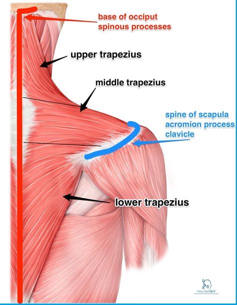 Trapezius Muscle: The trapezius is a broad, flat and triangular muscle. Trapezius a large muscle consisting of three parts covering upper Trapizeus Muscle, Neck Muscle Anatomy, Muscles Of The Back, Trapezius Muscle, Traps Muscle, Muscular System Anatomy, Muscle Diagram, Medical Biology, Muscles Of The Neck