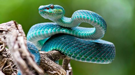 Venomous Snakes Of North America | Survival Life Snake Photos, Viper Snake, Cool Snakes, Pretty Snakes, Snake Wallpaper, Blue Snake, Cute Reptiles, Cute Snake, Pet Snake