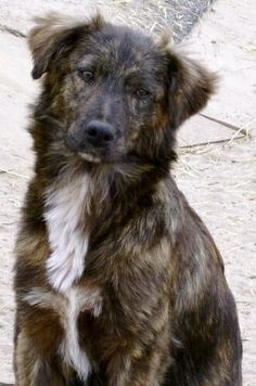 Mutts are so beautiful Best Family Dog Breeds, Family Dogs Breeds, Mutt Dog, Best Dogs For Families, Dog Mixes, Mixed Breed Dogs, Blue Heeler, Mixed Breed, Family Dogs