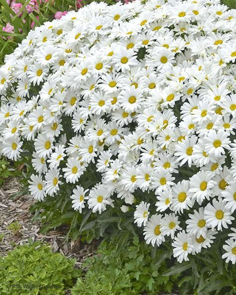 Perennial Plant Companions for Roses | Florissa | Flowers and More White Flower Plant, Plants With White Flowers, White Garden Flowers, Plant Companions, Rose Companion Plants, White Flowers Garden, White Flower Garden, Little White Flowers, Garden Companion Planting