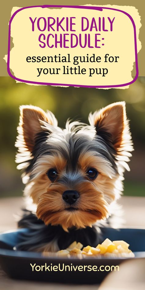 Discover the ideal daily schedule for your Yorkie pup! From meals and walks to play and rest, ensure your little one's well-being Yorkie Training Tips, Party Yorkies, Puppy Shot Schedule, Yorkie Potty Training, Lucy Pearl, Puppy Feeding Schedule, Yorkie Puppy Training, Yorkie Puppy Care, Yorkie Training