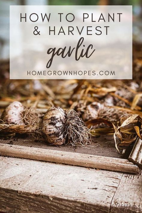 Learn how to grow, harvest, preserve, and prepare garlic with this blog post. Learn about fall planting outdoors, harvesting garlic scapes in the early summer, and garlic harvesting and curing bulbs. Learn all my tips and tricks how to plant garlic in your backyard garden beds from garlic cloves. in zone 7 b. It is an easy crop to plant and great for beginner gardeners. Planting Garlic In Fall, How To Plant Garlic, Harvest Garlic, Plant Garlic, Backyard Garden Beds, Harvesting Garlic, Planting Garlic, Garlic Scapes, Fall Planting