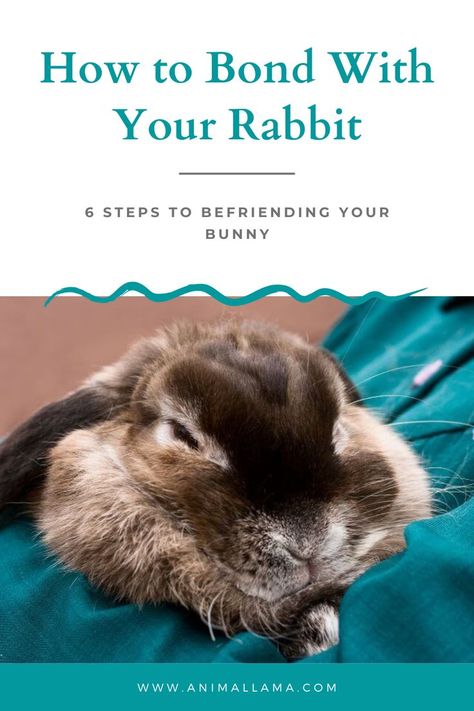 bonding with rabbits How To Tame A Rabbit, Rabbit Bonding Tips, Rabbit Boredom Breakers, Bunny Sheds, Rabbit Enrichment, Rabbit Health, Diy Bunny Cage, Bunny Tips, Lop Bunnies