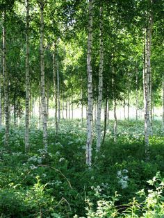 . Birch Wood Forest, 자작나무 그림, Finland Nature, Birch Forest, Aspen Trees, Wild Beauty, 수채화 그림, Tall Trees, Birch Trees