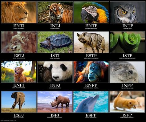 Awesome!  I'm an seal!! And I'll most likely marry a tiger. Hmm.. I wonder how our kids will turn out. :/ Mbti Animals, Personalidad Enfp, Myer Briggs, Myers Briggs Test, Meyers Briggs, Personality Profile, Intj Personality, Myers Briggs Personality Types, Personality Tests