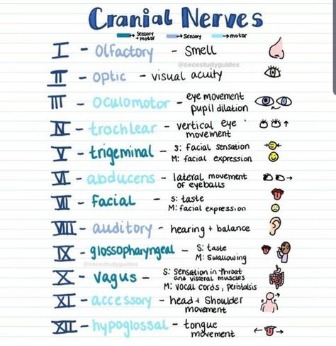 Easy to learn cranial nerves Medical Terminology Study, Nursing School Essential, Nursing School Motivation, Basic Anatomy And Physiology, Nurse Study Notes, Nursing Mnemonics, Nursing Student Tips, Medical Student Study, Nursing School Survival