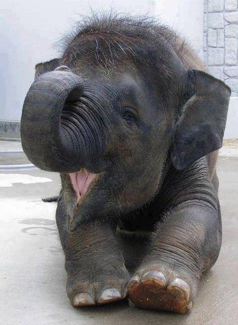 Happy elephant baby. Baby Elefant, Baby Elephants, Elephant Love, Cute Critters, An Elephant, Cute Animal Pictures, Sweet Animals, Cute Creatures