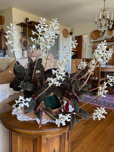 Ludisia Discolor Jewel Orchid, Jewel Orchid Terrarium, Orchid Display Ideas, Ludisia Discolor, Orchid Terrarium, Orchid Wall, Orchid Collection, Jewel Orchid, Orchid Planters