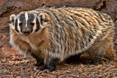 American Badger. American Badger, Honey Badger, Cool Animals, Call Of The Wild, Unusual Animals, Surprising Facts, Animal References, Favorite Animals, Bags Aesthetic