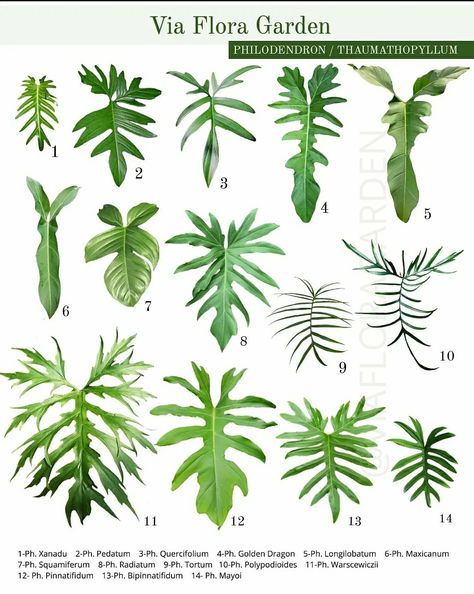 Plant Leaf Identification, Leaf Identification, Philodendron Plant, Palm Plant, Indoor Plant Care, Plant Guide, Plant Identification, House Plants Decor, Colorful Plants