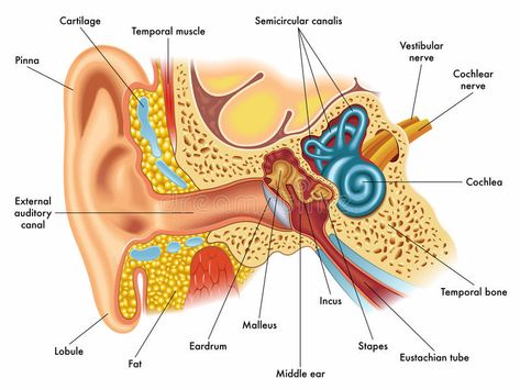 Audiology Aesthetic, Kidney Patient Diet, Human Ear Anatomy, Ear Diagram, Sinus Medicine, Ear Structure, Ear Anatomy, Anatomy Illustration, Human Body Organs