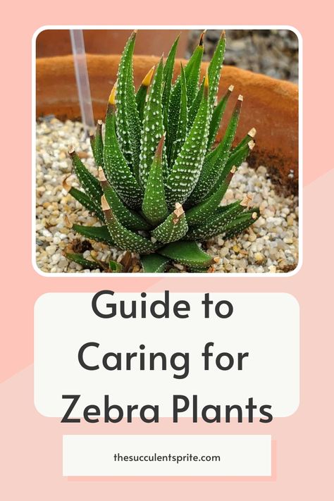 This article provides a comprehensive guide on how to nurture and cultivate your very own Haworthiopsis Fasciata, commonly known as the ‘Zebra Plant’ succulent. With easy-to-follow tips and tricks, you can ensure that your plant thrives in its environment and remains healthy for years to come. Whether you're a seasoned gardener or just starting out with succulents, this article has got you covered with everything from watering schedules to soil types. Zebra Plant Propagation, Hawthoria Succulent, Plants Cat Safe, Zebra Succulent, Haworthia Succulents, Indoor Plant Tips, Cactus Light, Soil Types, Zebra Plant