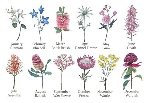 October Birth Flower, Australian Tattoo, Flowers Australia, October Birth Flowers, July Birth Flower, Decor Mood Board, August Birth Flower, Female Painters, Australian Wildflowers