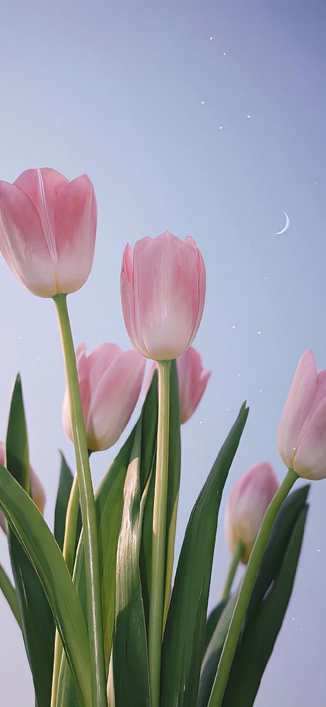 Phone Wallpaper Aesthetic Tulips, Pink Wallpaper Tulips, Tulips Aesthetic Wallpaper Iphone, Wallpaper Iphone Tulips, Tulip Wallpaper Iphone, Tulip Iphone Wallpaper, Tulip Aesthetic Wallpaper, Cute Tulips Wallpaper, Wallpaper Tulips Aesthetic