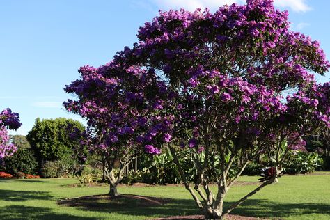 Australia is a wonderfully diverse country, spanning almost 4,000 kilometres from top to bottom, covering two of the earth’s climate zones. The sheer size of our country means that it’s able to host a huge variety of animals and plants, including a diverse range of trees. If you’re looking for a suitable tree for your … Best Trees To Plant Close To House, Flowering Trees Zone 5, Multistemmed Trees, South African Trees, Small Landscape Trees, Native Trees Australia, Short Trees, Fringe Tree, Hydrangea Landscaping