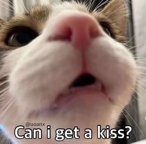 Send To Him, Cat Lovers Humor, Cute Cat Memes, Cat Post, Interesting English Words, Reaction Pic, Cat Meme, Wholesome Memes, Love Memes