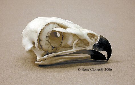 Red-tailed Hawk Skull Bone Clones BC-078 Hawk Skull, Skull References, Bird Skulls, Bird Bones, Eagle Skull, Harpy Eagle, Figure Sculpting, Skull Reference, Animal Skeletons