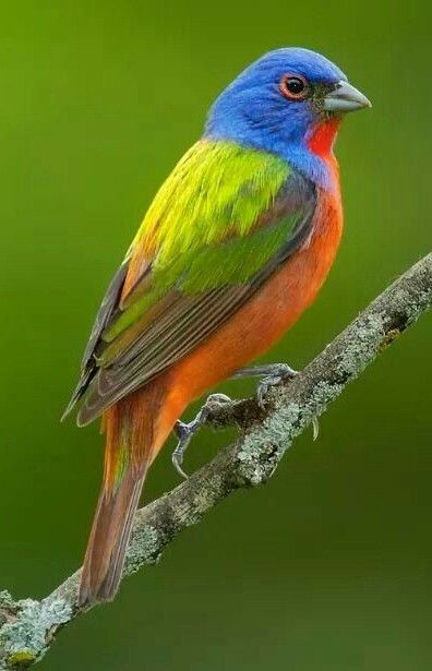 Bunting Bird, Painted Bunting, Most Beautiful Birds, Kinds Of Birds, Bird Supplies, Colorful Bird, Nature Birds, Bird Pictures, All Birds