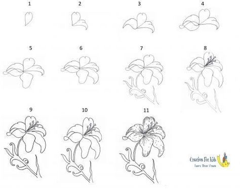 How To Draw Lilies Step By Step, How To Draw A Lily Flower Step By Step, How To Draw Lily, How To Draw Lillies, How To Draw Lilies, Lily Drawing Step By Step, How To Draw A Lily Flower, How To Draw A Lily, Flower Drawing Tutorials For Beginners