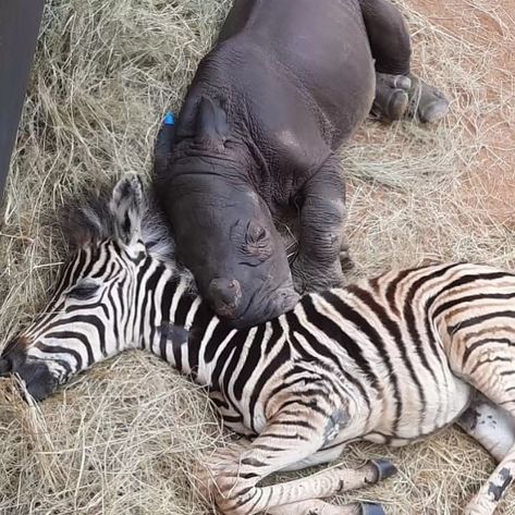 Animal Relationships, Unlikely Animal Friends, Wild Animal Sanctuary, Random Animals, Animal Friendships, Baby Rhino, Unlikely Friends, Animal Magnetism, Africa Animals