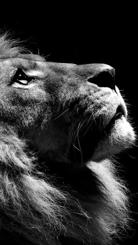 Wallpaper dump-one for the mobile users! - Imgur Lion Hd Wallpaper, Lion Wallpaper Iphone, Wallpaper Iphone Black, Whats Wallpaper, Safari Art, Wild Animals Photos, Lion Photography, Amoled Wallpapers, Lion Wallpaper