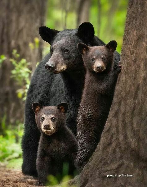 ✨✨ ˚BLACK BEARS IN ARKANSAS. IT'S VERY NORMAL TO SEE ˚BLACK BEARS IN THE WILD BUT NOT TO THE POINT THAT THEY BOTH YOU AT CAMP SITES. I'VE BEEN CAMPING ALL OVER ARKANSAS AND NEVER HAD A CAMP SITE RAIDED BY BEARS! ✨✨ Bear Standing, Black Bears, Love Bear, Bear Cubs, Polar Bears, Amazing Animals, Animal Planet, Animal Love, Animal Photo