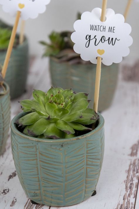 Watch Me Grow Gift Tags Free Printable. Baby Shower Favor Tags for Succulents or Plants. #succulents #babyshowerfavors #watchmegrow Plant Tags Diy, Design Home Ideas Decorating, Baby Shower Tea Party Theme, Baby Giveaways, Jar Desserts, Unique Baby Shower Favors, Mini Plant Pots, Succulent Favors, Watch Me Grow