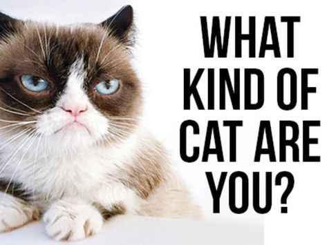 What Kind Of Cat Are You? | PlayBuzz Food Quizzes, Girl Quizzes, Kinds Of Cats, Fun Quiz, Something About You, Personality Quizzes, Some Friends, Grumpy Cat, Cat Face