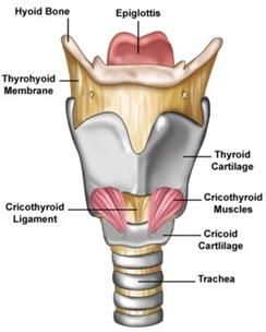 Front of larynx (for voice model) Vocal Anatomy, Slp Anatomy, Larynx Model, Anatomi Dan Fisiologi, Nerf Vague, Voice Therapy, Basic Anatomy, Basic Anatomy And Physiology, Nurse Study Notes