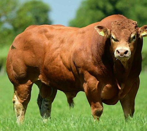 Belgian Blue Cattle, Limousin Bull, Bull Artwork, Brahman Cattle, Bull Pictures, Breeds Of Cows, Wild Bull, Belgian Blue, Big Bull