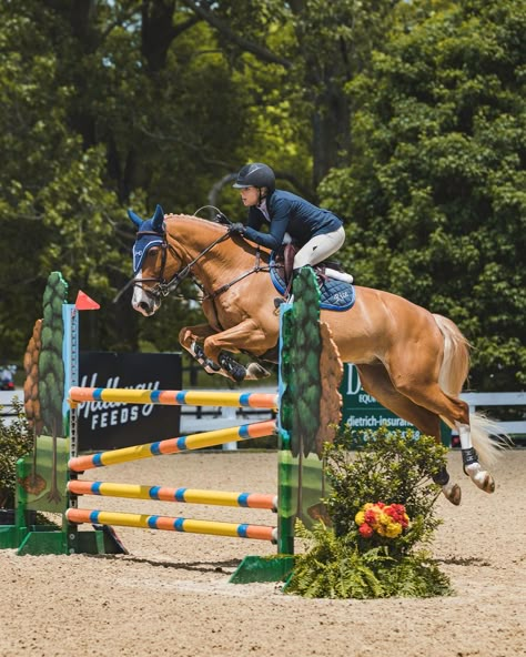 Equine photography. Horse photography. Horse lover horse photography and equine photography of equestrian. Thoroughbreds. race horse. Lexington, KY Kentucky Horse Show Photography, Palomino Horse Jumping, Horse Disciplines, Equestrian School, Polo Riding, Horse Riding Photography, English Thoroughbred, English Horse Riding, Equestrian Photoshoot