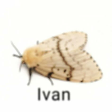 Bugs With Names, W Names, Ghost And Pals, Reaction Memes, Low Quality, Haha Funny, Reaction Pics, Vocaloid, Moth