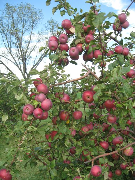 "Ten things to keep in mind when starting a small orchard in Iowa." I met with a young man this afternoon who wants to plant 100 apple trees on his acreage. I invited him to our property this afternoon to go over some basics. I knew I could pass onto him in 30 mi… Plant Fruit Trees, Small Orchard, Tree House Drawing, Fruit Trees Backyard, Apple Plant, Apple Garden, Backyard Gardens, Small Farms, Growing Fruit Trees