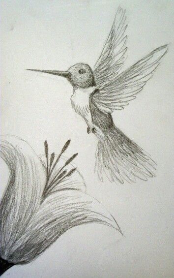 Hummingbird Drawing, Nature Art Drawings, Animal Drawings Sketches, Nature Sketch, Art Sketches Pencil, Art Drawings Sketches Pencil, Art Drawings Sketches Creative, Pencil Art Drawings, Sketches Easy