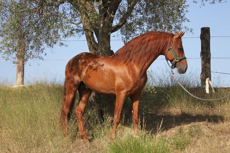 Andalusians Pre Stallion, #Andalusians, #Stallion, #Pre Horse In Winter, Pre Stallion, Horse Hay, Grass Hay, Spanish Horse, Main Food, Horse Feed, Horse Colors, Andalusian Horse