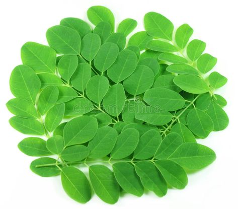 Fresh edible moringa leaves. Edible moringa leaves over white background #Sponsored , #ADVERTISEMENT, #Sponsored, #edible, #white, #background, #moringa Herb Benefits, Stop Sugar, Most Nutrient Dense Foods, Stop Sugar Cravings, Moringa Seeds, Moringa Leaf Powder, Moringa Tree, Miracle Tree, Moringa Leaves