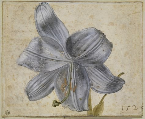 Albrecht Dürer 'Study of Lilies' 1526 watercolor | Albrecht … | Flickr Albert Durer, Durer Albrecht, Gcse Art Exam, Giovanni Bellini, Woodcut Prints, Albrecht Dürer, Principles Of Art, Albrecht Durer, Botanical Art Prints