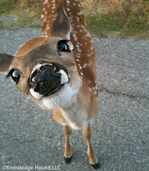 Deer Pfp, Vacation Baddie, Dear Animal, Daydream Aesthetic, Fawn Animal, Deer Eyes, Horses Funny, Funny Horse Pictures, Funny Deer