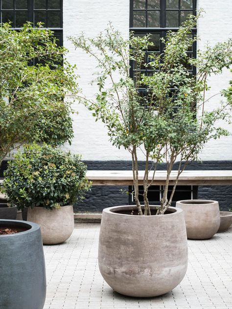 TERRACOTTA D'ARTE Moderne Have, Cement Planters, Planter Design, Outdoor Pots, Potted Trees, Large Planters, Interior Modern, Concrete Planters, Roof Garden