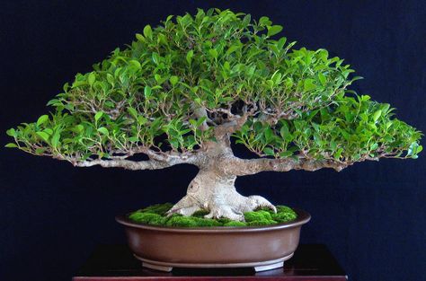 Tiger Bark Ficus Bonsai, Ficus Microcarpa Bonsai, Banyan Bonsai, Tiger Bark, Ficus Ginseng Bonsai, Ficus Bonsai Tree, Ficus Plant, Ficus Ginseng, Nature Learning