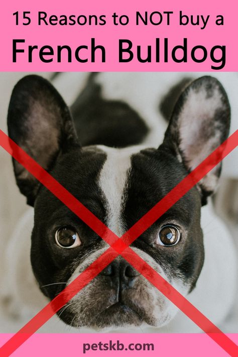 Vicious Animals, French Bulldog Colors, Frenchie Bulldog Puppy, Toy French Bulldog, Miniature Bulldog, French Bulldog Rescue, Mini French Bulldogs, Brindle French Bulldog, Grey French Bulldog