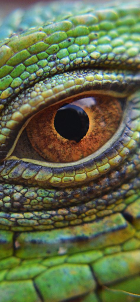 Reptile Eye, Lizard Eye, Photo Macro, Eye Close Up, Photos Of Eyes, Magic Eyes, Dragon Eye, Lizards, Eye Art