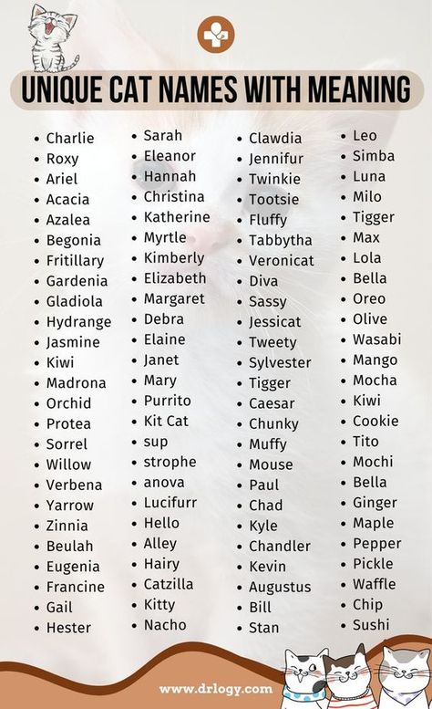 Male Cat Names Unique, Cat Names Male, Names For Male Cats, Cat Names Unique, Names For Pets, Boy Cat Names, Cute Animal Names, Panda Names, Unique Cat Names