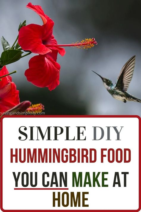 Attract hummingbirds to your yard with this simple and easy homemade hummingbird food recipe. This simple DIY recipe calls for two ingredients already in your pantry.  Discover the best hummingbird food recipe and how to care for your hummingbird feeders.  Do you know the perfect time of year place your feeders out?  Or what plants attract hummingbirds?  Click now to learn more. Diy Hummingbird Food, Hummingbird Feeder Recipe, Hummingbird Food Recipe, Sugar Water For Hummingbirds, Homemade Hummingbird Feeder, Homemade Hummingbird Food, Frugal Homemaking, Diy Hummingbird Feeder, Outdoor Garden Sheds