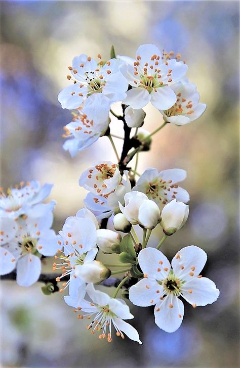 White Cherry Blossom Flowers in Europe - i Share White Cherry Blossom Aesthetic, Art Sketches Landscape, Baby Breath Flower Bouquet, Flowers For Tattoos, Spring Flowers Aesthetic, White Cherry Blossom Tree, Folk Art Indian, Cherry Blossom Photo, Kyoto Hotel