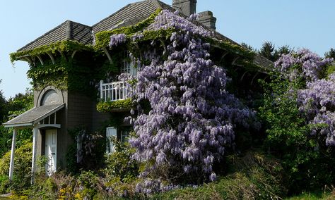 I'm pretty sure overgrown wisteria is on the list of what I'll need. Old Abandoned Buildings, Beautiful Ruins, Old Abandoned Houses, Invasive Plants, This Old House, Abandoned Mansions, Haunted Places, Abandoned Buildings, Old Buildings