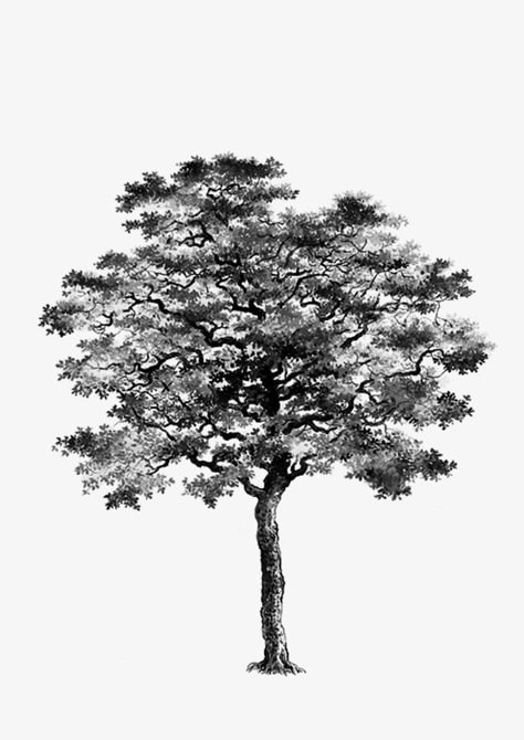 Black And White Tree Art, Trees Photoshop Architecture, Black And White Tree Drawing, Black Tree Painting, Photoshop Black And White, White Png Transparent, Tree Render, Wall Panel Ideas, Black And White Trees