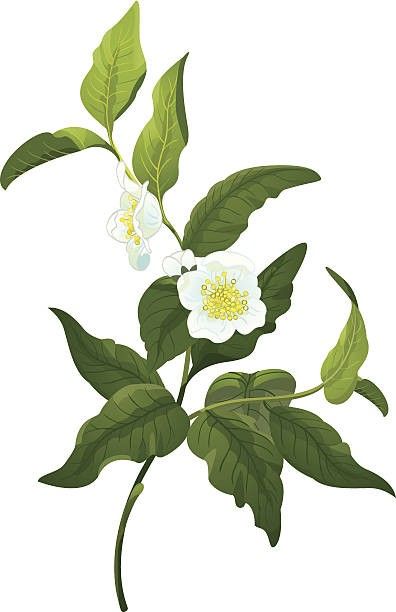 Tea With Flowers, Tea Vector, Tea Tattoo, Tea Plant, Chocolate Company, Plant Tattoo, Moth Tattoo, Camellia Sinensis, Plant Images